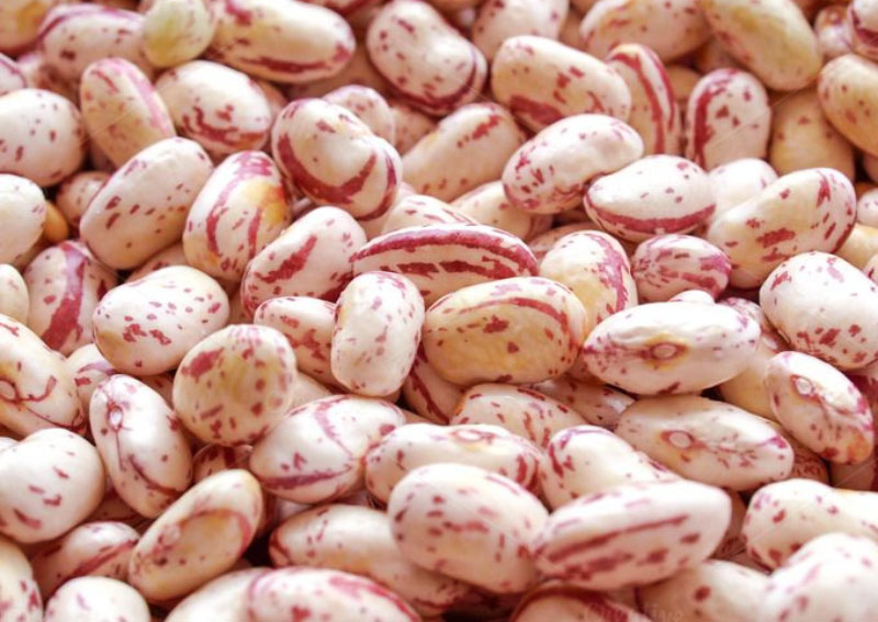 لوبیا چیتی